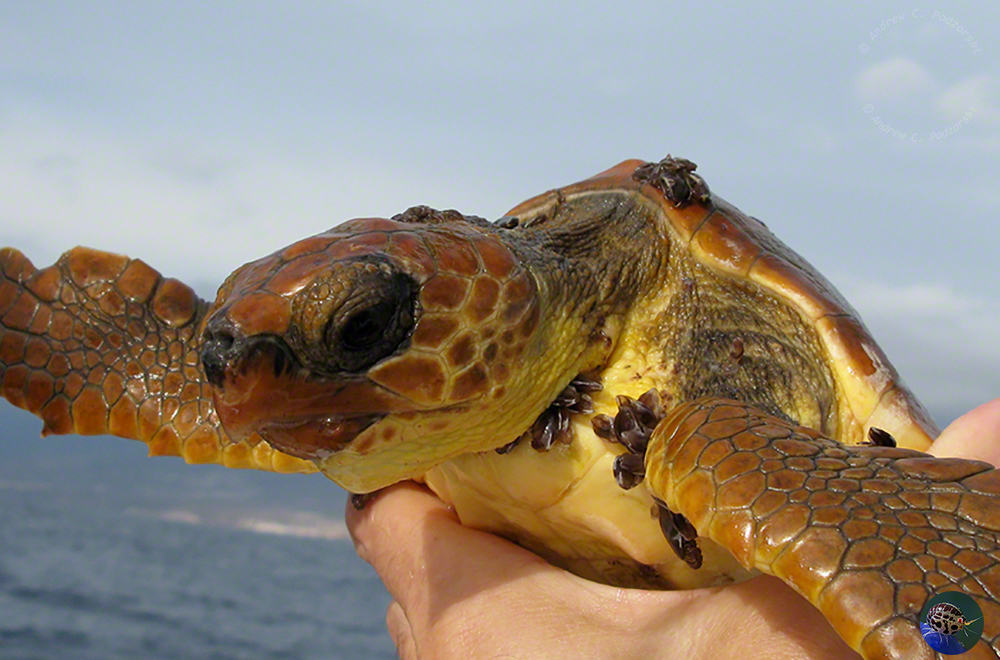 Caretta caretta being freed of heavy barnacle growth.