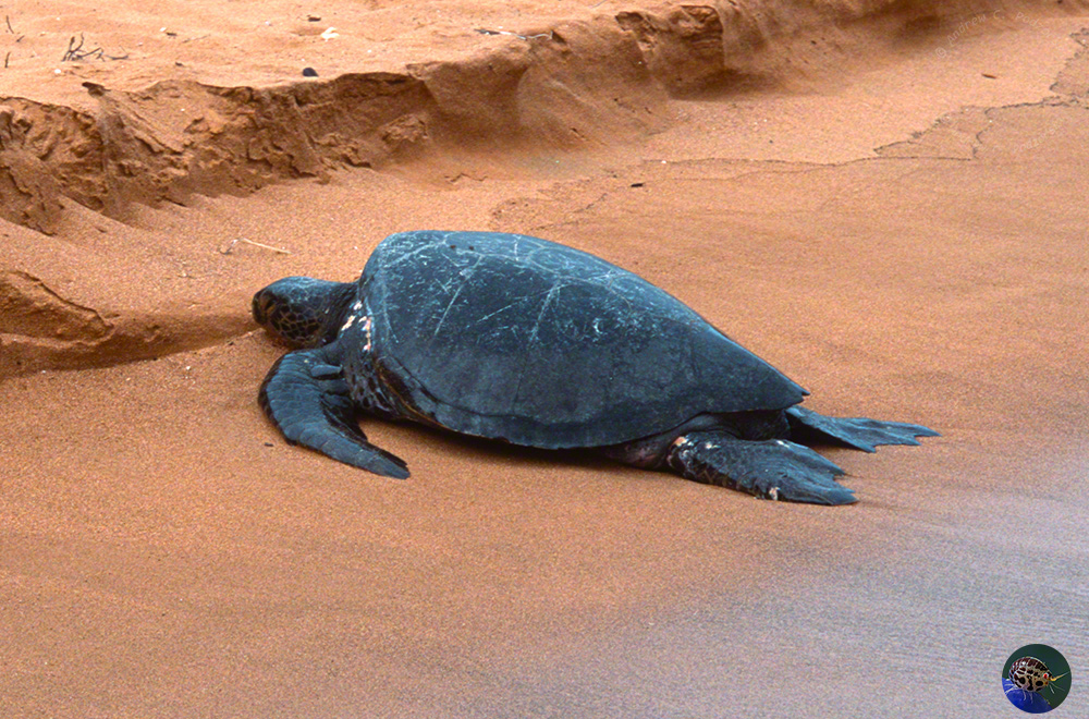 Chelonia mydas coming to lay eggs