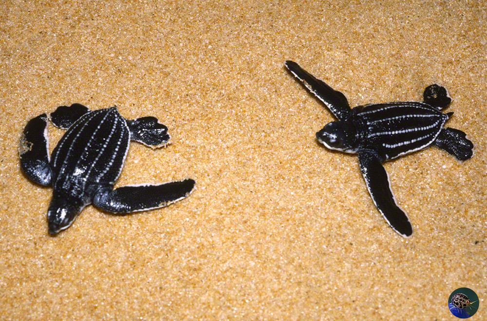 Dermochelys coriacea hatchlings
