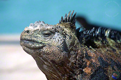 Amblyrhynchus cristatus warming in the sun