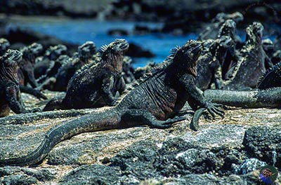 Amblyrhynchus cristatus sunning after feeding