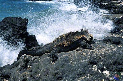 Amblyrhynchus cristatus - mature male