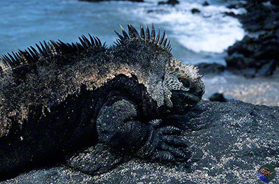 Amblyrhynchus cristatus - mature male