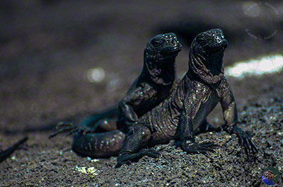 Amblyrhynchus cristatus your juveniles sunning