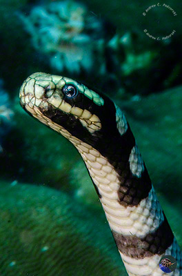 Laticauda semifasciata