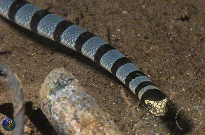 Laticauda semifasciata