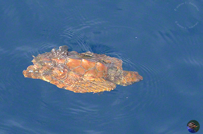 Juvenile Caretta caretta with heavy barnacle growth.