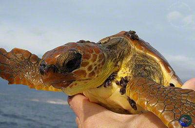 Caretta caretta being freed of heavy barnacle growth.