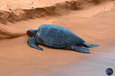 Chelonia mydas coming to lay eggs