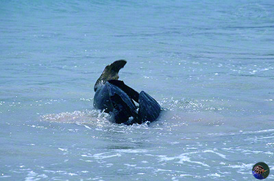 Chelonia mydas mating in shallow water