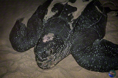 Dermochelys coriacea