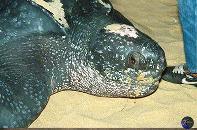 Dermochelys coriacea laying eggs