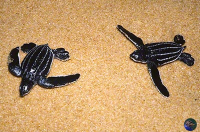 Dermochelys coriacea hatchlings