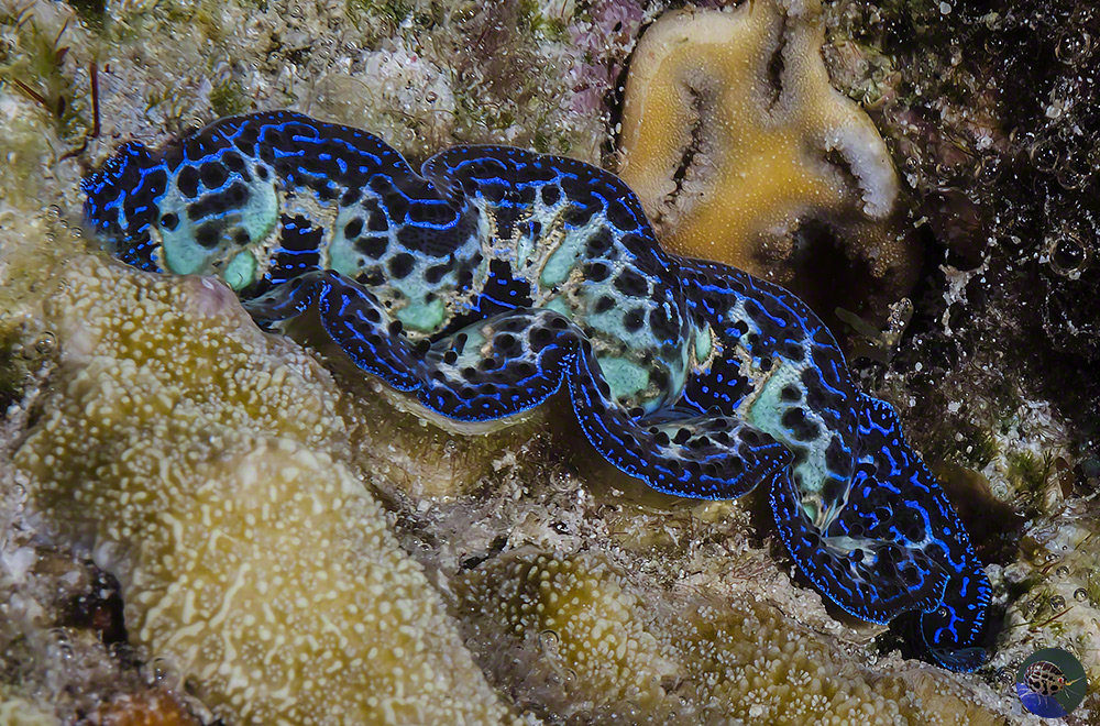 Tridacna crocea