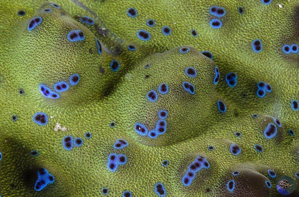 Tridacna gigas - mantle