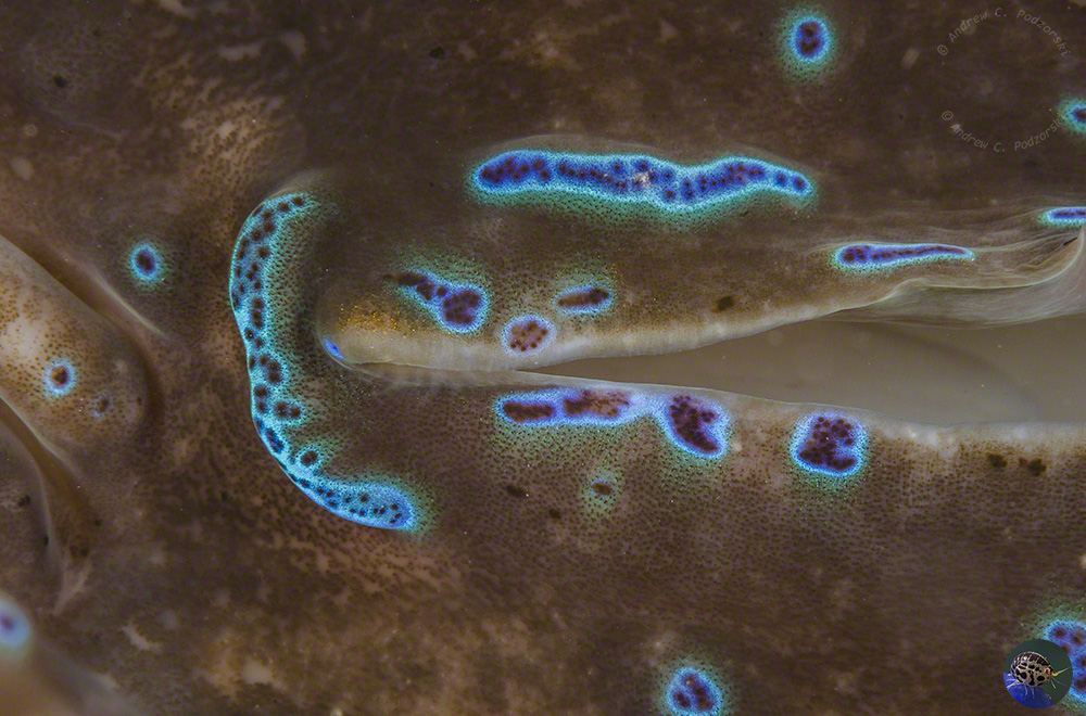 Tridacna gigas - mantle