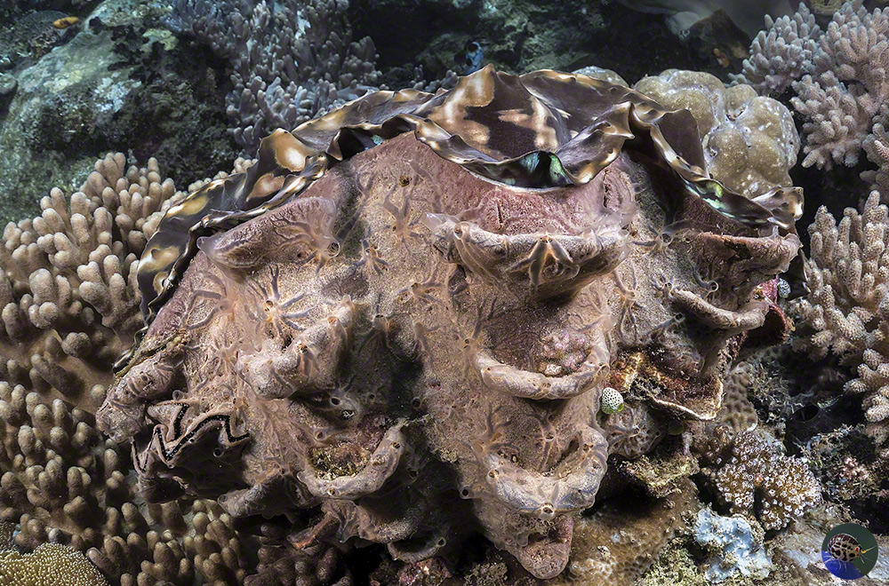 Tridacna sp.