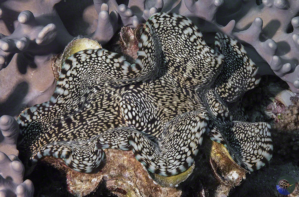 Tridacna squamosa