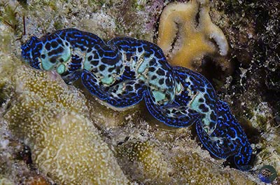 Tridacna crocea