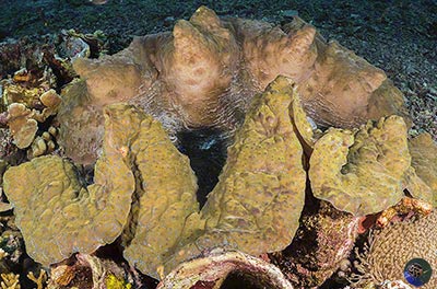 Tridacna gigas