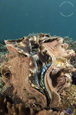 Tridacna gigas