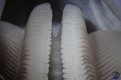 Tridacna gigas - gills