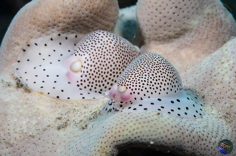 Calpurnus verrucosus