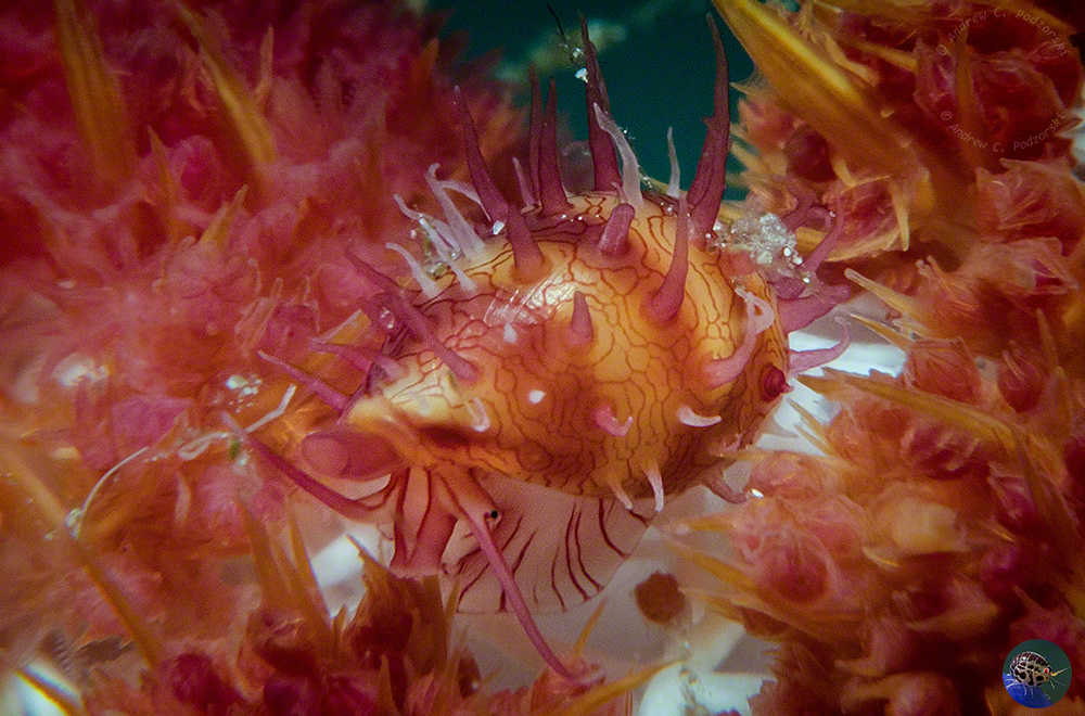 Habuprionovolva aenigma