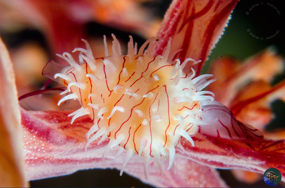 Habuprionovolva basilia