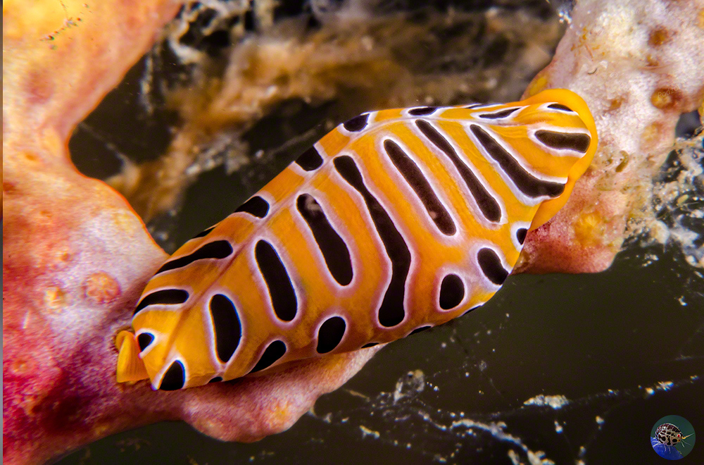 Cuspivolva tigris