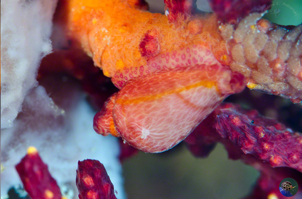 Dentovula mariae with eggs