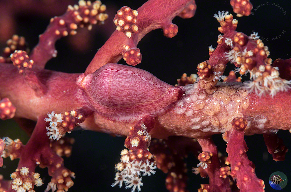Dentovula dorsuosa with eggs