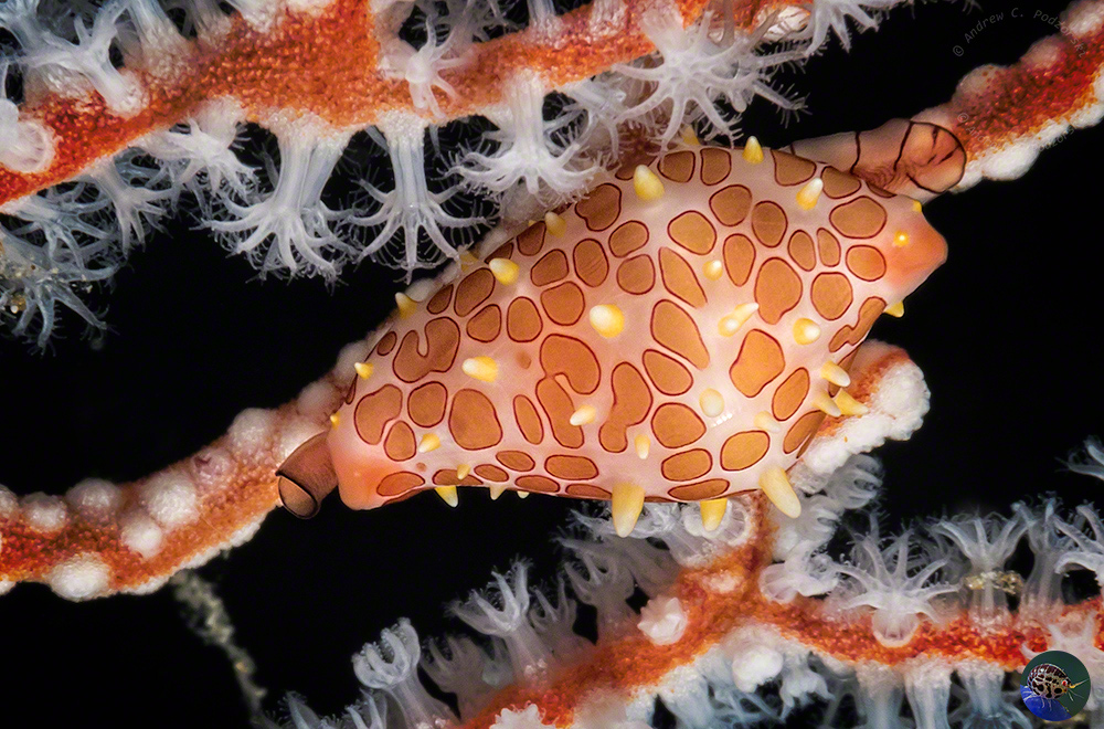 Primovula rosewateri