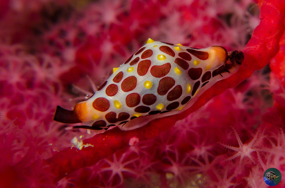 Primovula rosewateri