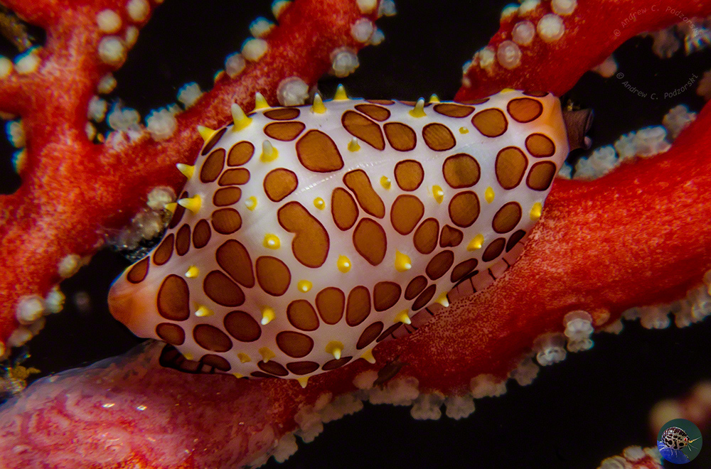 Primovula rosewateri