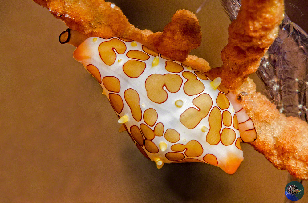 Primovula rosewateri