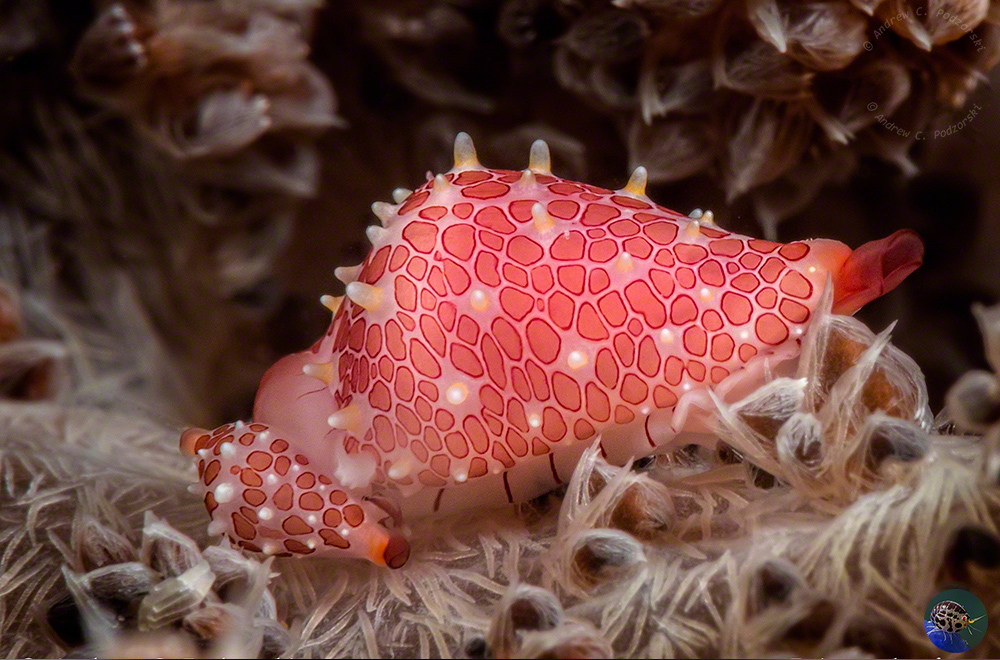 Primovula cf. rosewateri