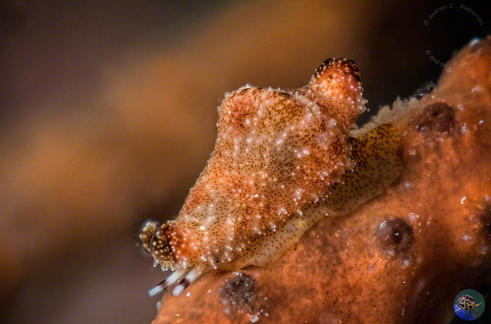 Rotaovula septemmacula