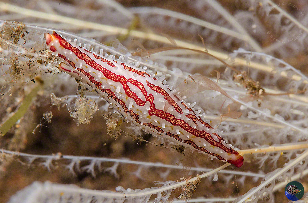 Pellasimnia iprocera