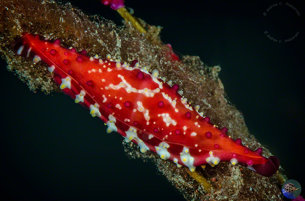 Phenacovolva nectarea