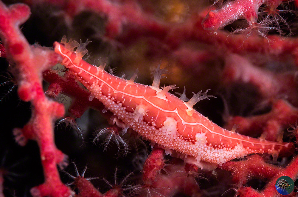 Phenalcovolva parvita