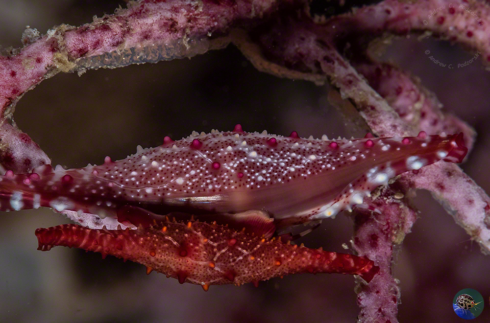 Phenacolvolva rosea - with eggs