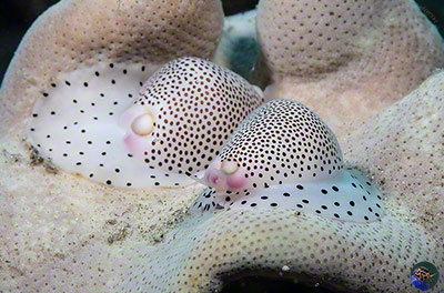 Calpurnus verrucosus