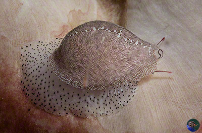 Procalpurnus semistriatus - adult