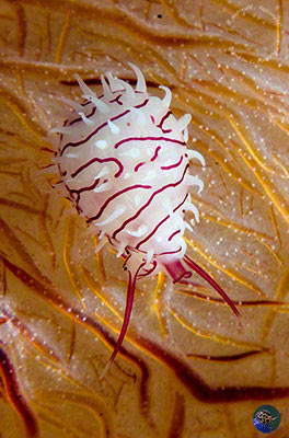 Habuprionovolva basilia