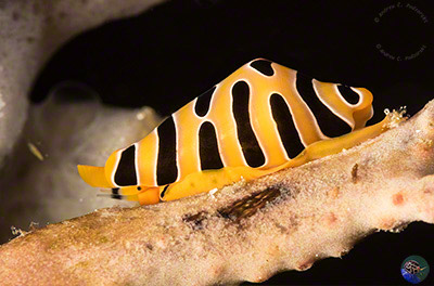 Cuspivolva tigris