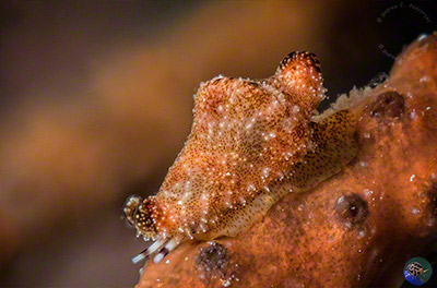 Rotaovula septemmacula