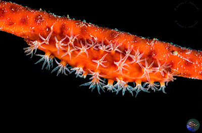 Hiatovolva coarctata