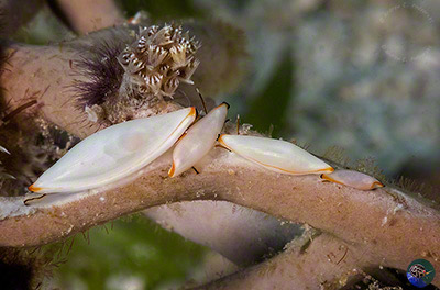 Naviculavolva deflexa