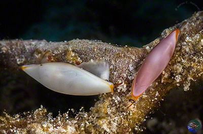 Naviculavolva deflexa